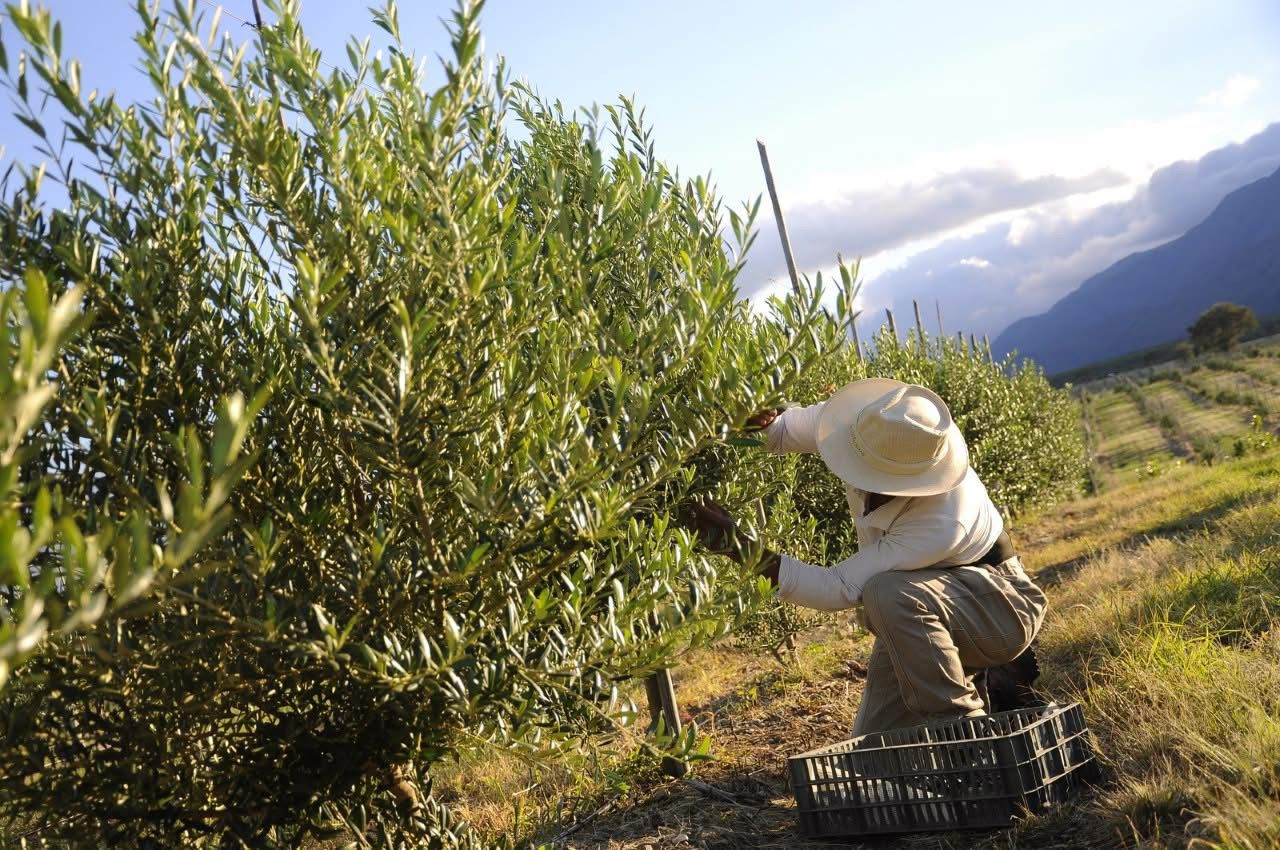 Turismo Olivícola y las Experiencias con Aceite en San Rafael 